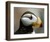 Puffin Profile-Charles Glover-Framed Giclee Print