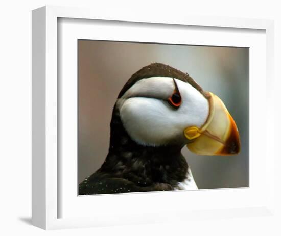 Puffin Profile-Charles Glover-Framed Giclee Print