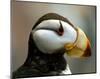 Puffin Profile-Charles Glover-Mounted Giclee Print