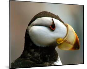 Puffin Profile-Charles Glover-Mounted Giclee Print