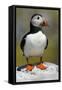 Puffin Single Bird on Rock-null-Framed Stretched Canvas