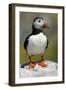 Puffin Single Bird on Rock-null-Framed Photographic Print