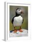 Puffin Single Bird on Rock-null-Framed Photographic Print
