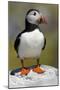 Puffin Single Bird on Rock-null-Mounted Photographic Print