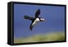 Puffin Single in Flight-null-Framed Stretched Canvas