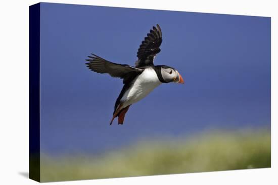 Puffin Single in Flight-null-Stretched Canvas