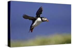 Puffin Single in Flight-null-Stretched Canvas