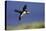 Puffin Single in Flight-null-Stretched Canvas