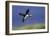 Puffin Single in Flight-null-Framed Photographic Print