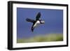 Puffin Single in Flight-null-Framed Photographic Print