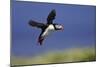 Puffin Single in Flight-null-Mounted Photographic Print