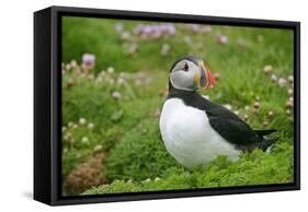 Puffin Sitting Amidst Blooming Sea Pink Thrift-null-Framed Stretched Canvas