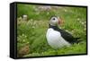 Puffin Sitting Amidst Blooming Sea Pink Thrift-null-Framed Stretched Canvas
