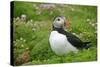 Puffin Sitting Amidst Blooming Sea Pink Thrift-null-Stretched Canvas