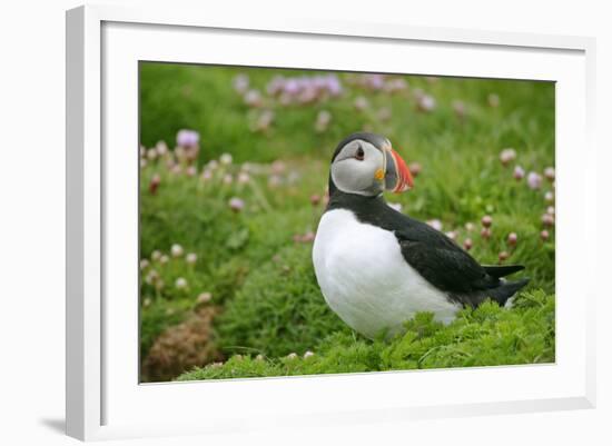 Puffin Sitting Amidst Blooming Sea Pink Thrift-null-Framed Photographic Print