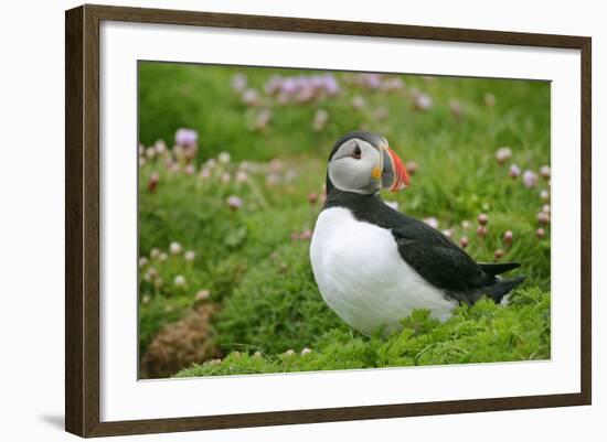 Puffin Sitting Amidst Blooming Sea Pink Thrift-null-Framed Photographic Print