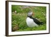 Puffin Sitting Amidst Blooming Sea Pink Thrift-null-Framed Photographic Print