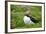 Puffin Sitting Amidst Blooming Sea Pink Thrift-null-Framed Photographic Print