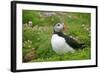Puffin Sitting Amidst Blooming Sea Pink Thrift-null-Framed Photographic Print