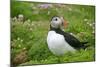 Puffin Sitting Amidst Blooming Sea Pink Thrift-null-Mounted Photographic Print