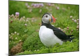 Puffin Sitting Amidst Blooming Sea Pink Thrift-null-Mounted Photographic Print