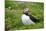 Puffin Sitting Amidst Blooming Sea Pink Thrift-null-Mounted Photographic Print