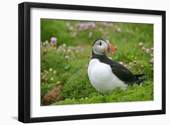 Puffin Sitting Amidst Blooming Sea Pink Thrift-null-Framed Photographic Print