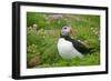 Puffin Sitting Amidst Blooming Sea Pink Thrift-null-Framed Photographic Print