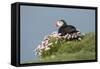 Puffin Sitting in Sea Thrift-null-Framed Stretched Canvas