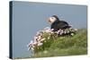 Puffin Sitting in Sea Thrift-null-Stretched Canvas