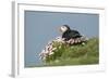 Puffin Sitting in Sea Thrift-null-Framed Photographic Print