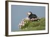 Puffin Sitting in Sea Thrift-null-Framed Photographic Print