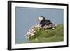 Puffin Sitting in Sea Thrift-null-Framed Photographic Print