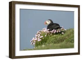 Puffin Sitting in Sea Thrift-null-Framed Photographic Print