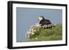 Puffin Sitting in Sea Thrift-null-Framed Photographic Print