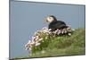 Puffin Sitting in Sea Thrift-null-Mounted Photographic Print