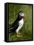 Puffin, Staffa, Off Isle of Mull, Scotland-David Wall-Framed Stretched Canvas
