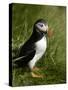 Puffin, Staffa, Off Isle of Mull, Scotland-David Wall-Stretched Canvas