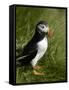 Puffin, Staffa, Off Isle of Mull, Scotland-David Wall-Framed Stretched Canvas