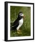 Puffin, Staffa, Off Isle of Mull, Scotland-David Wall-Framed Photographic Print