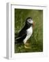 Puffin, Staffa, Off Isle of Mull, Scotland-David Wall-Framed Photographic Print