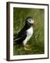 Puffin, Staffa, Off Isle of Mull, Scotland-David Wall-Framed Photographic Print