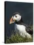 Puffin, Staffa, Off Isle of Mull, Scotland-David Wall-Stretched Canvas