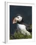 Puffin, Staffa, Off Isle of Mull, Scotland-David Wall-Framed Photographic Print