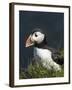 Puffin, Staffa, Off Isle of Mull, Scotland-David Wall-Framed Photographic Print