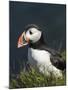 Puffin, Staffa, Off Isle of Mull, Scotland-David Wall-Mounted Photographic Print