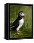 Puffin, Staffa, Off Isle of Mull, Scotland-David Wall-Framed Stretched Canvas