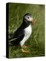 Puffin, Staffa, Off Isle of Mull, Scotland-David Wall-Stretched Canvas