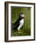 Puffin, Staffa, Off Isle of Mull, Scotland-David Wall-Framed Photographic Print