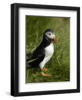 Puffin, Staffa, Off Isle of Mull, Scotland-David Wall-Framed Photographic Print